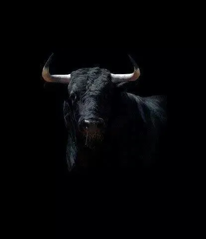 Bull image